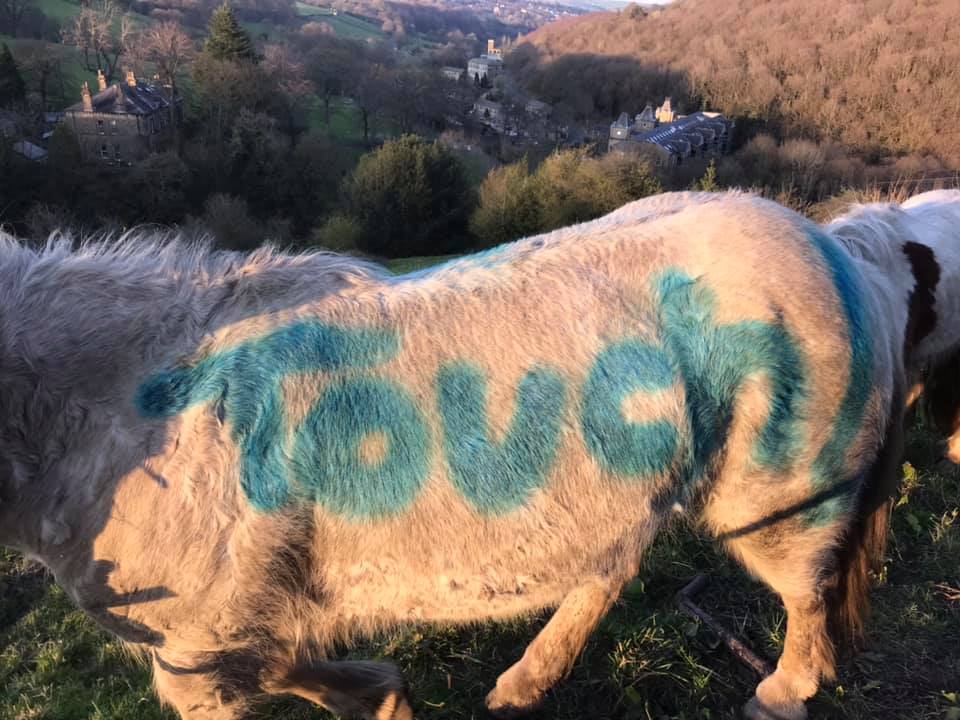 one person painted her horse, do not touch